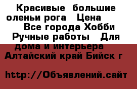 Красивые  большие оленьи рога › Цена ­ 3 000 - Все города Хобби. Ручные работы » Для дома и интерьера   . Алтайский край,Бийск г.